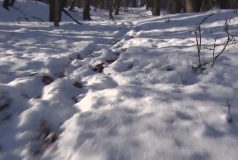 Medvedica bránila mŕtve mláďatá.