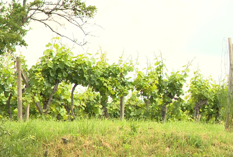 Screenshot 2024-06-04 120952