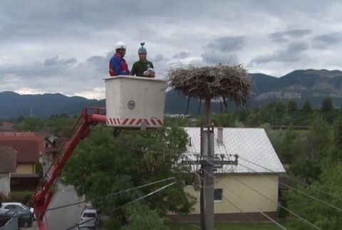 Krúžkovanie bocianov 