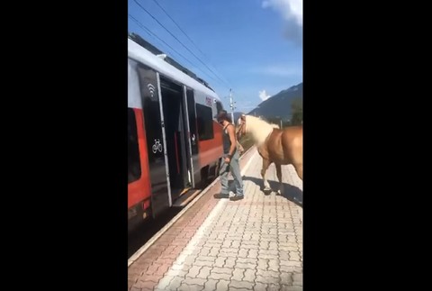 Muž nastupuje s koňom do vlaku