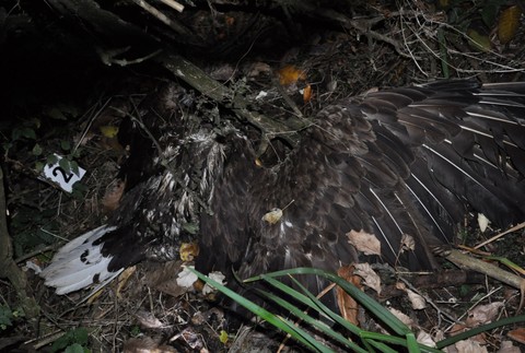 Úhyn dravcov pri Šali