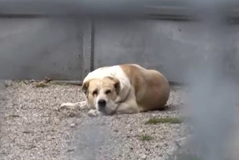 Pani Martu napadol pes