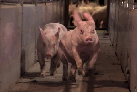 [multi] Polovnici vynimka 3760