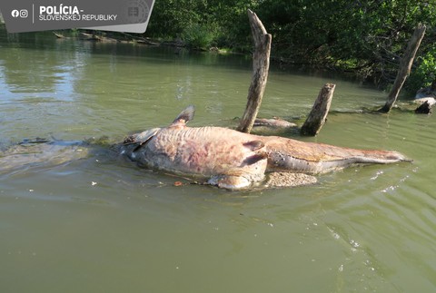 ÚHYN RÝB V MALOM DUNAJI (2)
