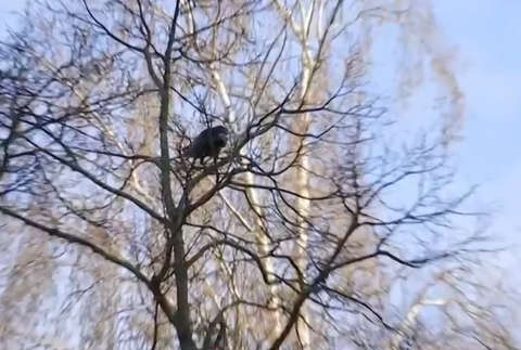 Havrany v Nových Zámkoch 3