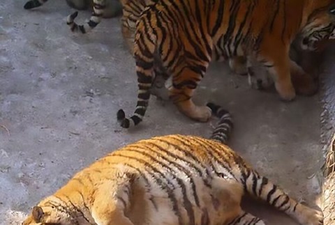 tucne tigre Cina Harbin