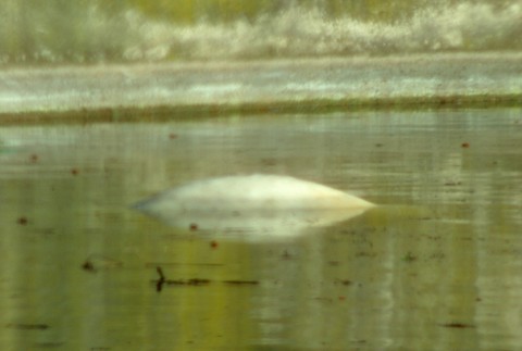 Príbeh knuta. Od narodenia až po tragický koniec