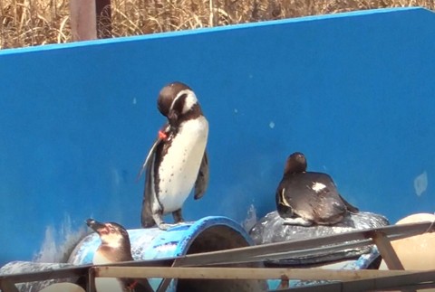 tučniaky v zanedbanom vodnom parku 