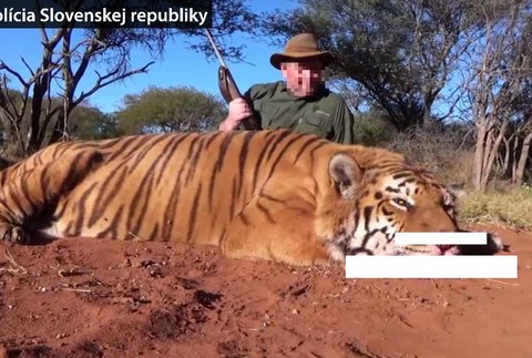 Ján bez povolenia ulovil tigra.
