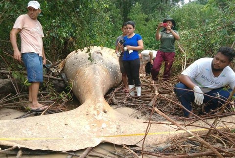 Vráskavec v pralese