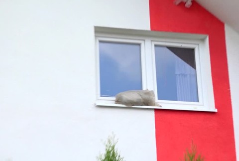 Susedský spor pre dvoch psov sa vyhrotil. Do obce museli prísť pracovníci Regionálnej veterinárnej a potravinovej správy