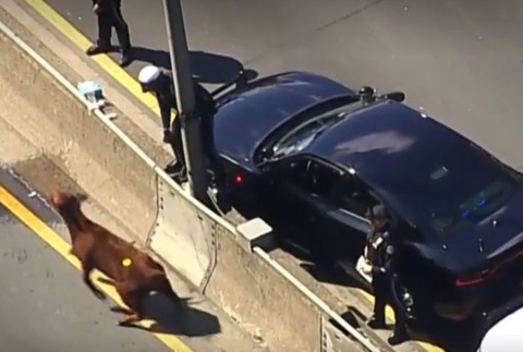 Netradičná uzávierka diaľnice. Veterinári naháňali obrovské zviera