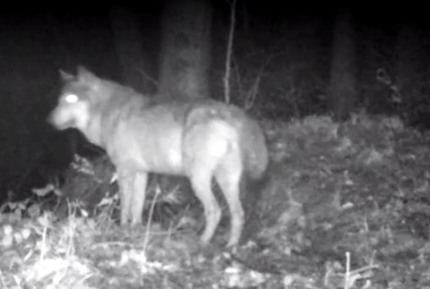 Svorka vlkov utekala o život. Mladíci ju naháňali na terénnom aute