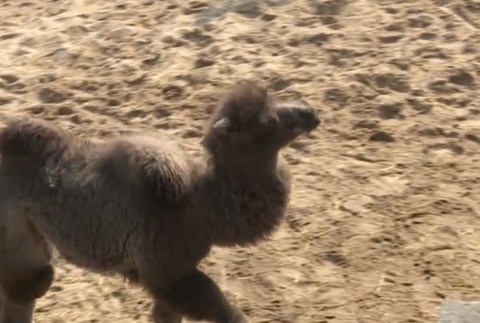 Mláďatá v bratislavskej ZOO