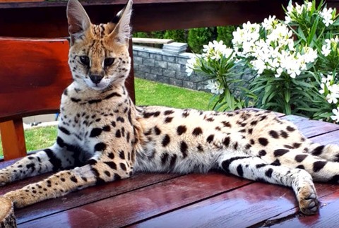 V Zobore sa začalo pátranie po jednej z najdrahších šeliem sveta