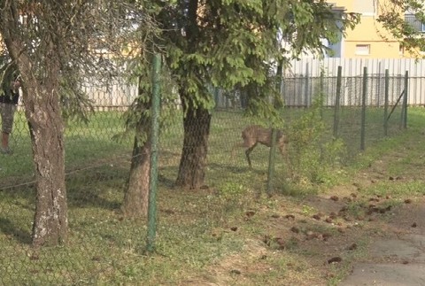 Zatúlaný srnec (3)