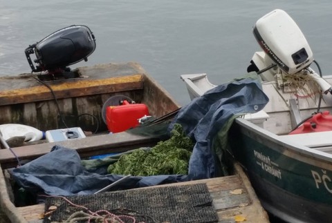 Marihuanna na Dunaji 