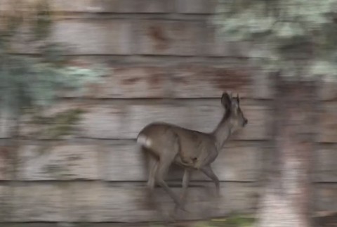 Policajti ratovali malého srnčeka v centre mesta.
