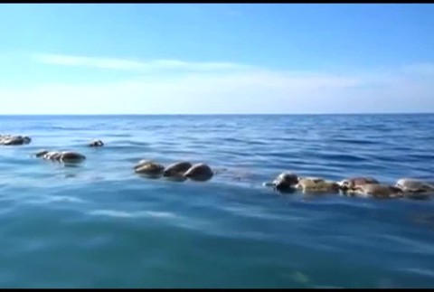 mrtve korytnačky v mori1030