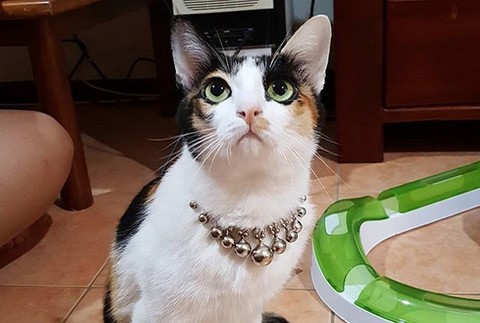 Kocúr Able bez nôh 8