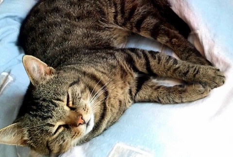 Micko stratený kocúrik mačka Zlaté Moravce