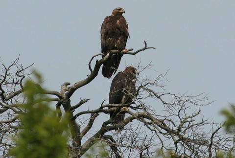 Orol skalný v Bielych Karpatoch