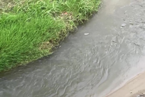 [multi] Masívny úhyn rýb v potoku 1535