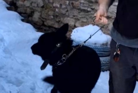 Túlavé psy napadli vzácneho dravca. Mladá sokoliarka sa zachovala hrdinsky 