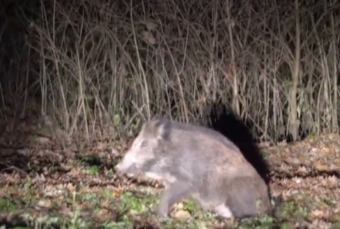 Diviaky na návšteve v Košiciach