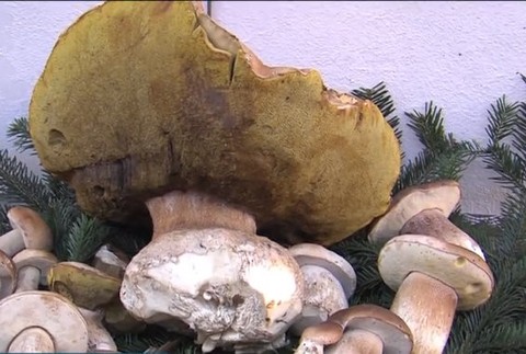 Dubák väčší ako futbalová lopta. Jeho váha vás zarazí