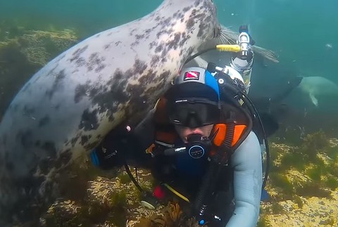 Potápača prekvapil tuleň. Skončili v objatí