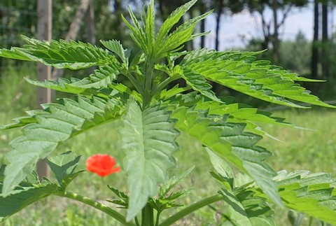 _rastliny_marihuany2