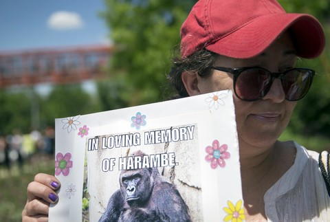 gorila Harambe