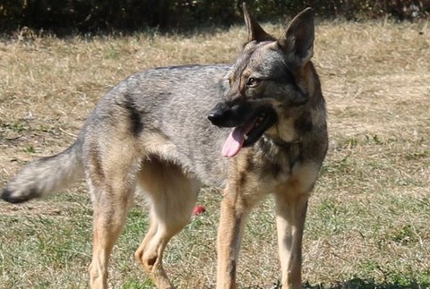 Mimi kríženec vlčice a nemeckého ovčiaka nezvestná Košice azylový dom