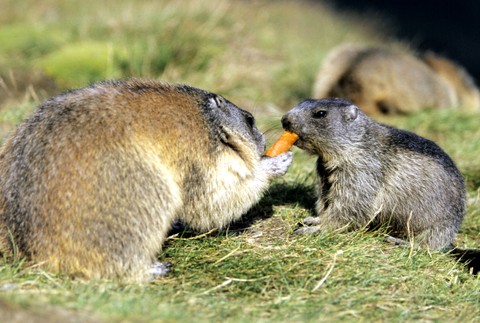 Svište mrkva večera 2