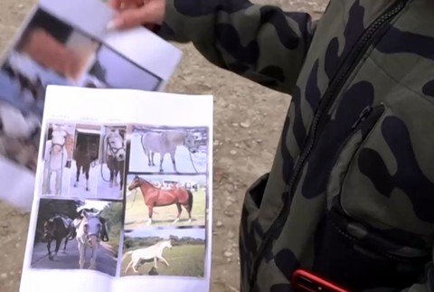 Päť koní zmizlo bez stopy. Majitelia ponúkajú nemalú odmenu