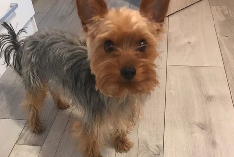 Charlie stratený Trnava 2