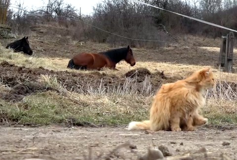 Päť koní zmizlo bez stopy. Majitelia ponúkajú nemalú odmenu