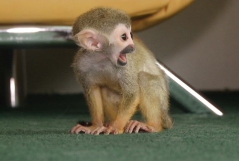 Pes a opica, matka a mlada3