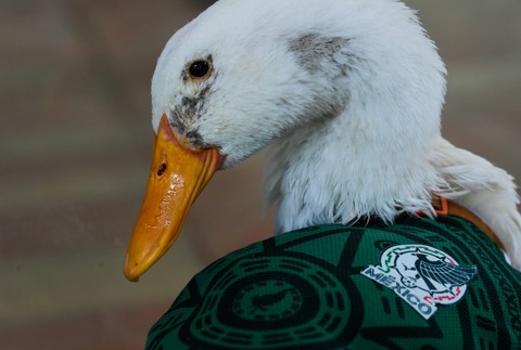 Mexico_WCup_Mascot427658