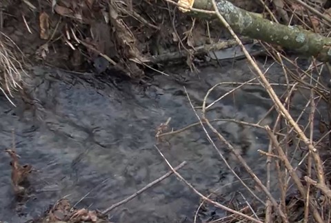 Deti videla okoloidúca žena