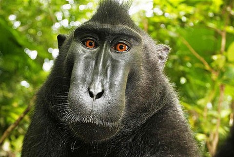 Opica sa fotila pred objektívom