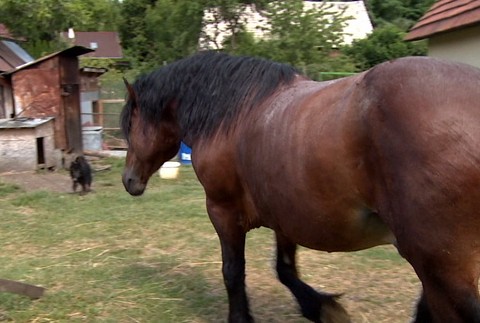 Kuriózny zásah mestských policajtov: Po Bytči naháňali koňa