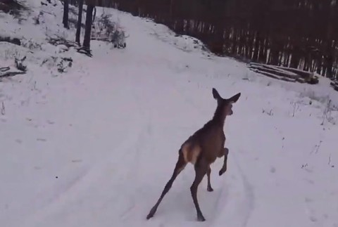  Záchranná akcia na vodnej nádrži. Jelenča uviazlo na zamrznutej hladine