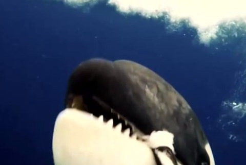 Kosatka, úsmev, antarktída