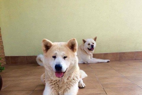 Stratený Akita Inu Vranov nad Topľou 