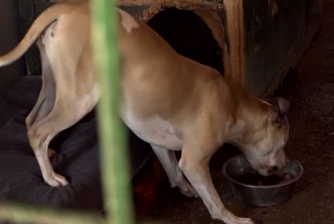 Pitbullka útočila na ostatné psy. Musela sa vrátiť naspäť do útulku