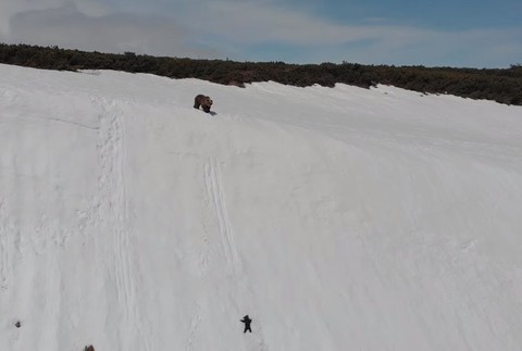 Medvede na zasneženej hore