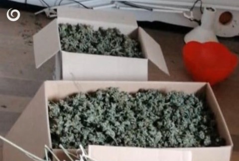 Zaistili vyše 18 kg marihuany.