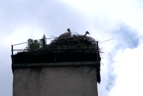 Silné daŹde v Liptove vytápajú bocianie hniezda. 